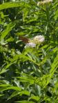 Polygonia c-album