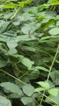 Araschnia levana