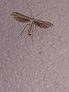 Emmelina monodactyla