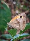 Maniola jurtina