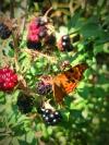 Polygonia c-album