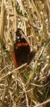 Vanessa atalanta
