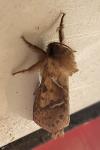Triodia sylvina