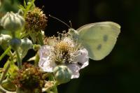 Pieris rapae