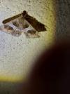 Dysgonia algira