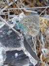 Lysandra bellargus