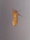 Triodia sylvina