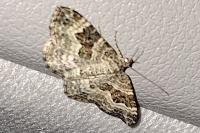 Epirrhoe alternata