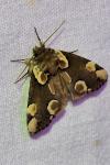Thyatira batis