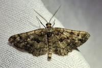 Peribatodes ilicaria