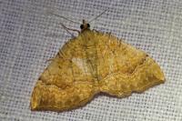 Camptogramma bilineata