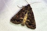 Thalpophila matura