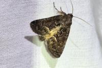Thalpophila matura