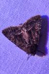 Thalpophila matura