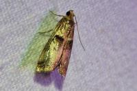 Acrobasis tumidana