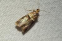 Acrobasis tumidana