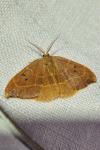 Watsonalla binaria