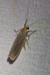 Manulea complana