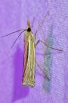 Ancylolomia tentaculella