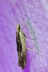 Ypsolopha scabrella