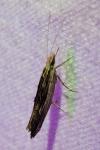 Ypsolopha scabrella