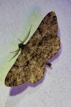 Peribatodes rhomboidaria rhomboidaria