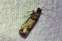 Notocelia incarnatana