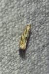 Bucculatrix bechsteinella