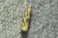 Bucculatrix bechsteinella