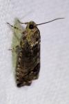 Cydia splendana