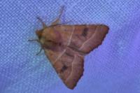 Atethmia centrago