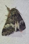 Drymonia querna