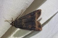 Agrotis ipsilon