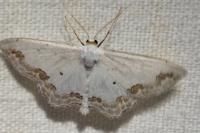 Scopula ornata