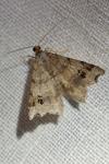 Macaria alternata