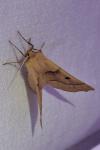 Crocallis elinguaria