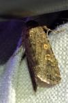 Spodoptera exigua