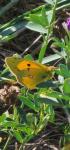 Colias crocea