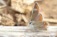 Aricia agestis