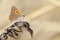 Lycaena phlaeas