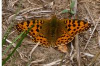 Issoria lathonia