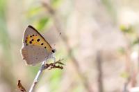 Lycaena phlaeas