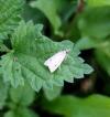 Agonopterix pallorella