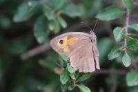 Maniola jurtina