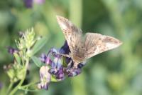 Autographa gamma
