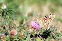 Vanessa cardui