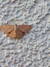Scopula rubiginata