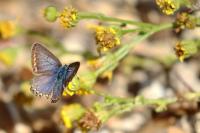 Polyommatus icarus