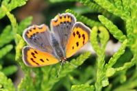 Lycaena phlaeas