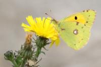 Colias crocea